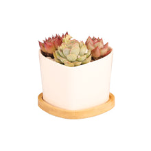 Load image into Gallery viewer, 花盆